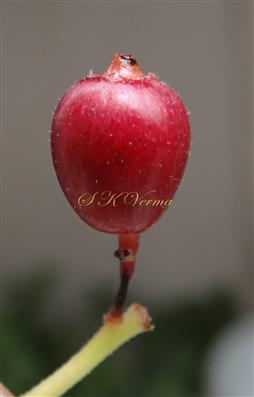  Fruit